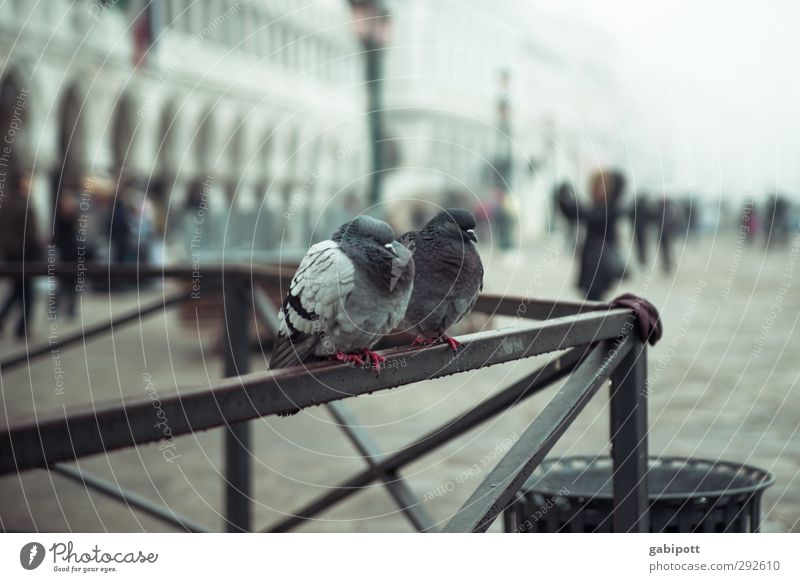 Marco's Pigeons Bad weather Rain Venice St. Marks Square Piazza San Marco Places Animal 2 Cold Gloomy Colour photo Subdued colour Exterior shot Day Light
