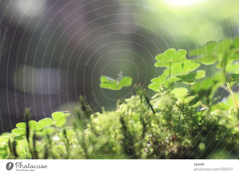 lucky clover Environment Nature Plant Sunlight Moss Leaf Forest Illuminate To dry up Growth Fresh Small Near Wet Dry Warmth Blue Gray Green Happy Detail