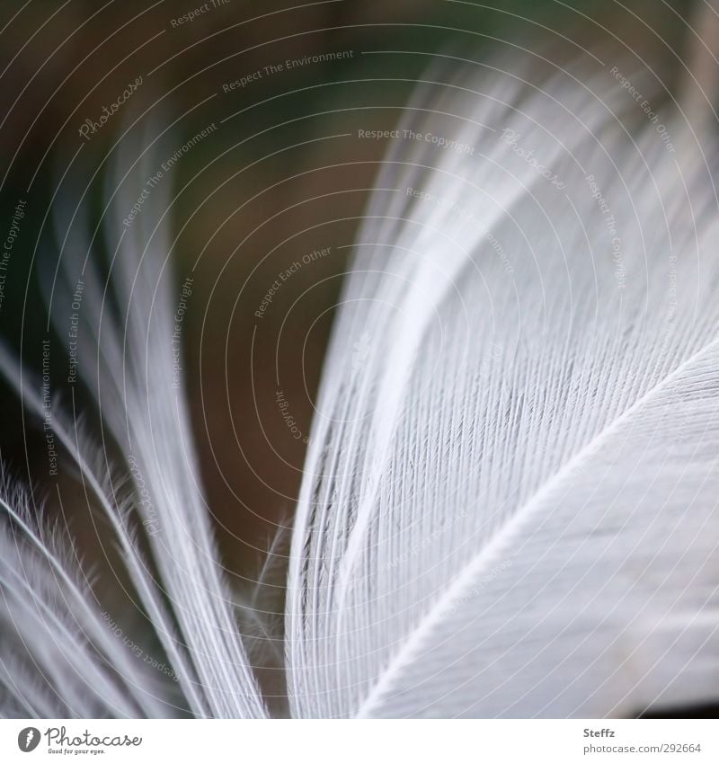 light as a feather and ruffled Feather Easy Disheveled Ease White Soft Smooth Downy feather Delicate Velvety Fine Gap Column natural symmetry Blown away Pennate