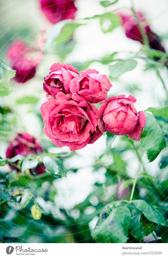 roses Nature Plant Summer Rose Blossom Beautiful Green Red Rose blossom Rose leaves Rose garden Blossom leave Colour photo Exterior shot Shallow depth of field