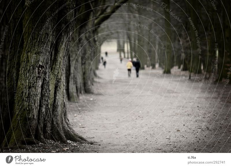 Treading new paths Winter Tree Park Braunschweig Going Cold Avenue Colour photo Subdued colour Exterior shot Copy Space middle Day Shallow depth of field