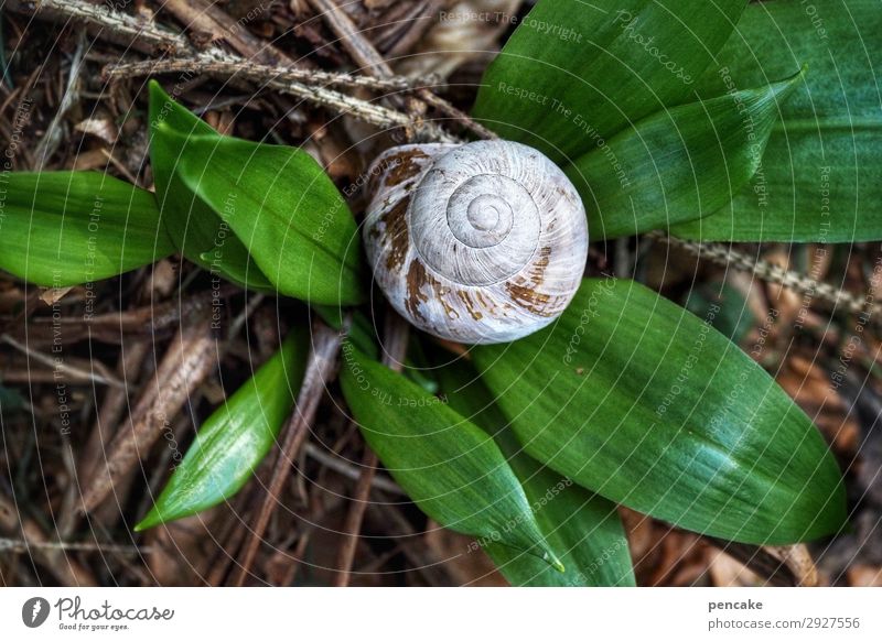 planted Nature Elements Earth Spring Plant Forest Animal Snail Whimsical Dream Growth Club moss Herbs and spices Wild plant Garlic Snail shell Healthy Eating