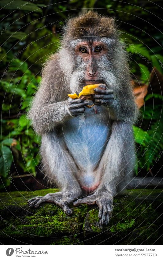 A Wild Monkey Easts A Banana Eating Tourism Woman Adults Family & Relations Nature Animal Moss Forest Virgin forest Fur coat Stone Sit Cute Apes Asia Bali