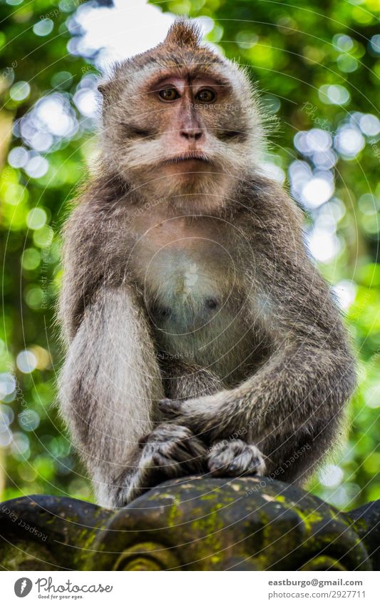 A Wild Monkey Perched on a Statue Tourism Woman Adults Family & Relations Nature Animal Moss Forest Virgin forest Fur coat Stone Sit Cute Apes Asia Bali