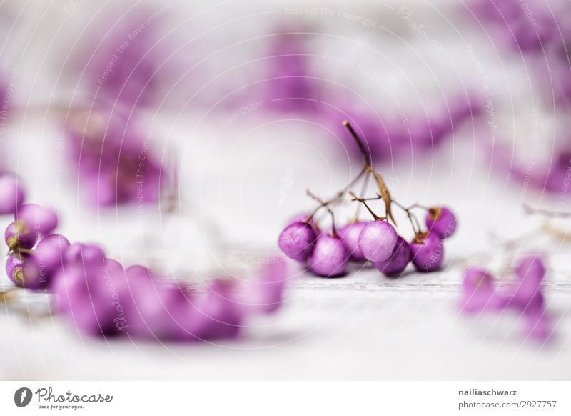 Purple Berries purple violet berry berries fruit autumn strange color white woo wooden still-life still life cluster bunch