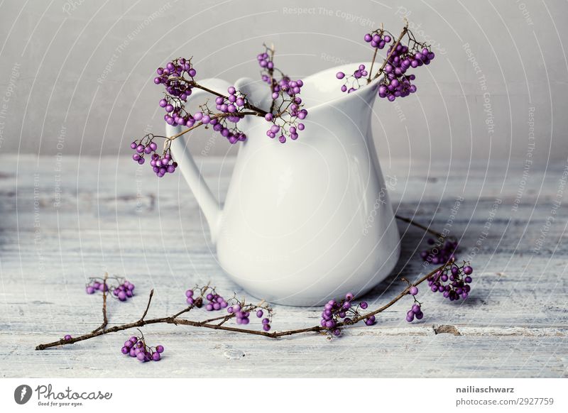 Still Life Purple Berries Vase Jug Milk churn Authentic Cool (slang) Elegant Beautiful Uniqueness Natural Gray Violet White Peaceful Art Pure Colour photo