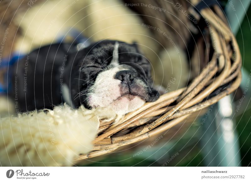 Boston Terrier Puppy boston terrier puppy female whelp small young cute sweet Animal portrait Exterior shot Colour photo Dream Happy Society Peaceful Cute