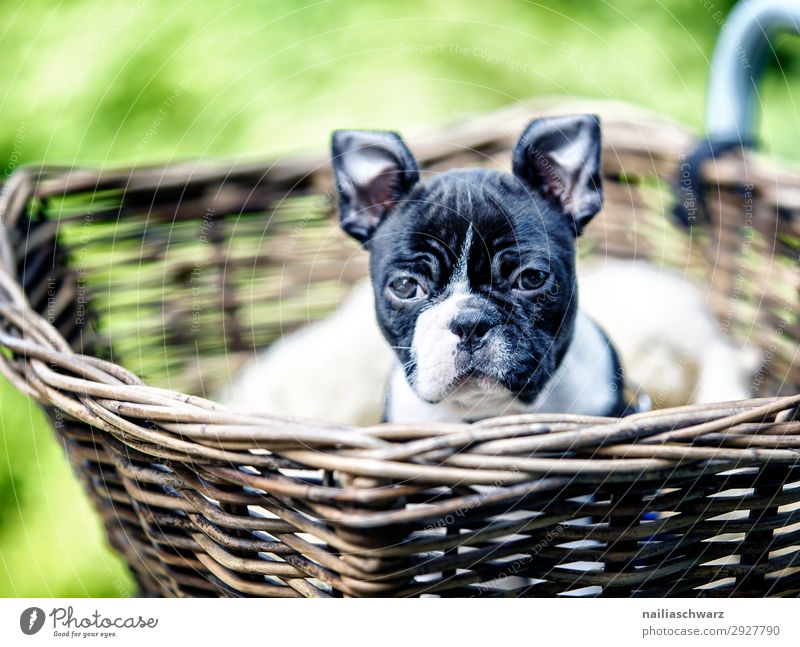 Boston Terrier puppy makes excursion Lifestyle Vacation & Travel Trip Adventure Environment Park Bicycle bicycle basket Animal Pet Dog Animal face Puppy