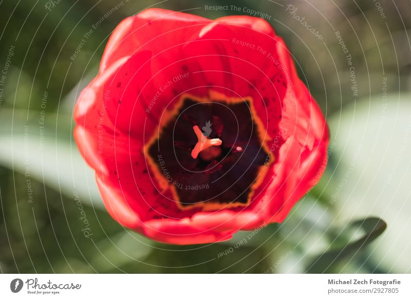 macro shot of red tulip flower in a garden Beautiful Summer Garden Easter Nature Plant Flower Tulip Leaf Blossom Bouquet Love Fresh Bright Natural Yellow Green