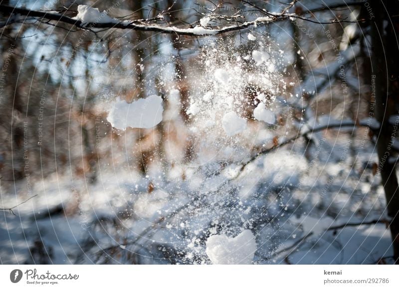 Snow falling from branches Winter Environment Nature Plant Beautiful weather Ice Frost Snowfall Tree Twig Branch Forest To fall Bright Cold Winter light
