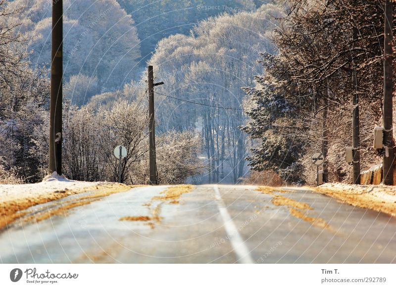 Bulgaria Environment Sunlight Winter Snow Tree Forest Traffic infrastructure Road traffic Motoring Street Loneliness Freedom Country road Colour photo