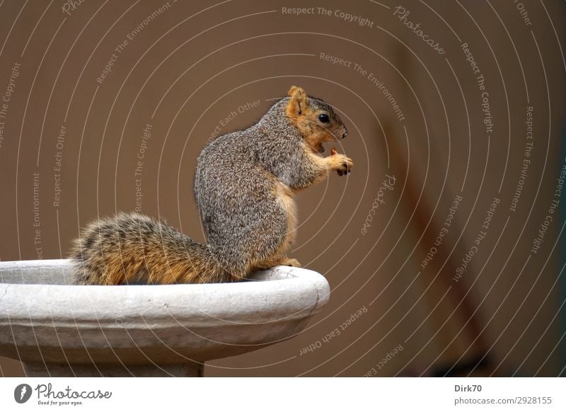 Squirrel at the snack bar Nutrition Eating Garden Environment bouldering Colorado USA Town House (Residential Structure) Wall (barrier) Wall (building) Animal