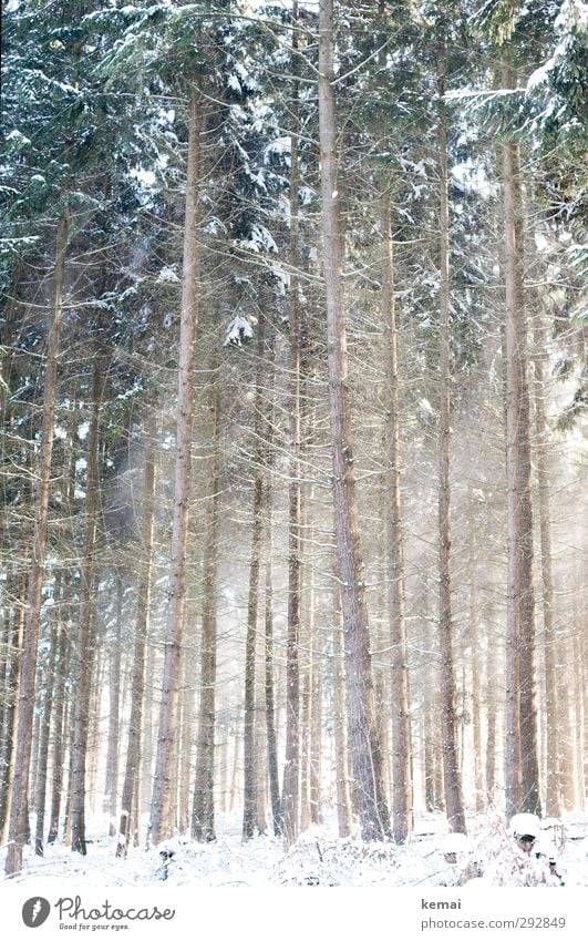 coniferous forest Environment Nature Landscape Plant Winter Beautiful weather Ice Frost Snow Tree Spruce Spruce forest Coniferous trees Forest Growth Bright