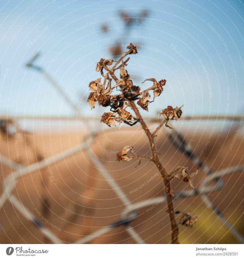 dried plant on wire fence Environment Nature Plant Esthetic Fence Border Wire fence Wire netting fence Growth Flower Winter Autumn Brown Transience Colour photo