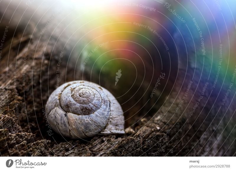 Old cottage with colourful surroundings Snail shell Spiral Light (Natural Phenomenon) Colour photo Whimsical Loneliness Perturbed Multicoloured Small Uniqueness