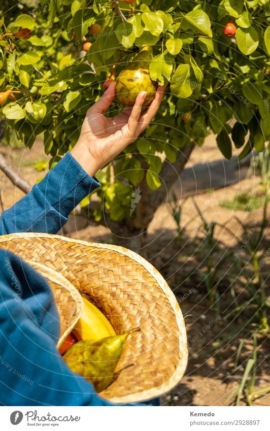 Woman picking pears and put its in a straw hat to carry them. Food Vegetable Fruit Organic produce Vegetarian diet Lifestyle Healthy Healthy Eating Athletic