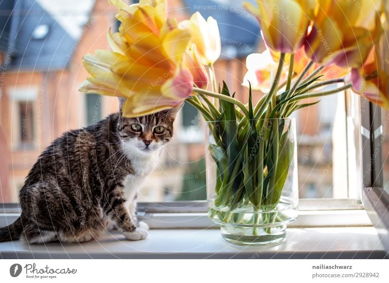 Cat at the window Lifestyle Tulip House (Residential Structure) Facade Window Animal Pet 1 Flower Bouquet Vase Observe Looking Sit Wait Uniqueness Natural