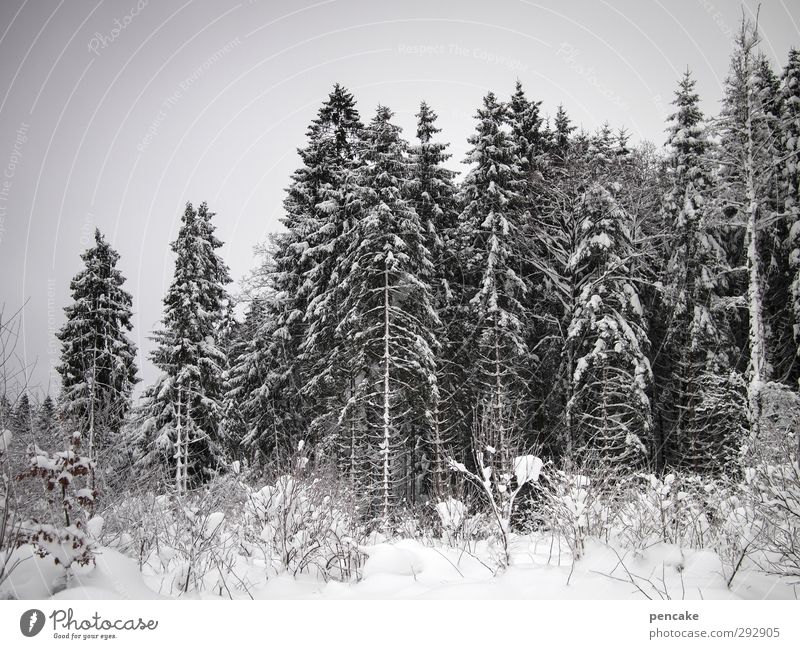 702m gUn Snow Forest Joie de vivre (Vitality) Snowscape Clearing Spruce forest Colour photo Subdued colour Exterior shot Day