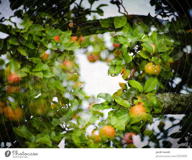 Apple in natural circle Food Fruit Nature Leaf Agricultural crop Growth Fresh naturally Warmth Center point Irritation Double exposure Frame Apple tree Wreath