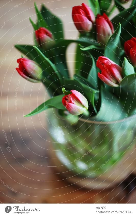 love of tulips Nature Plant Tulip Leaf Blossom Emotions Moody Bouquet Mother's Day Birthday Surprise Fragrance Spring Summer Colour photo Interior shot Blur