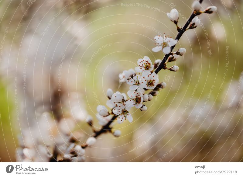 Pear tree blossoms Environment Nature Plant Spring Flower Blossom Bud Brown White Blossoming Colour photo Subdued colour Exterior shot Close-up Detail
