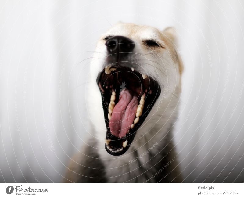 Large flap Dog Muzzle Flap ripped yawned Tear open Teeth large Show your teeth Neck Throat Tongue