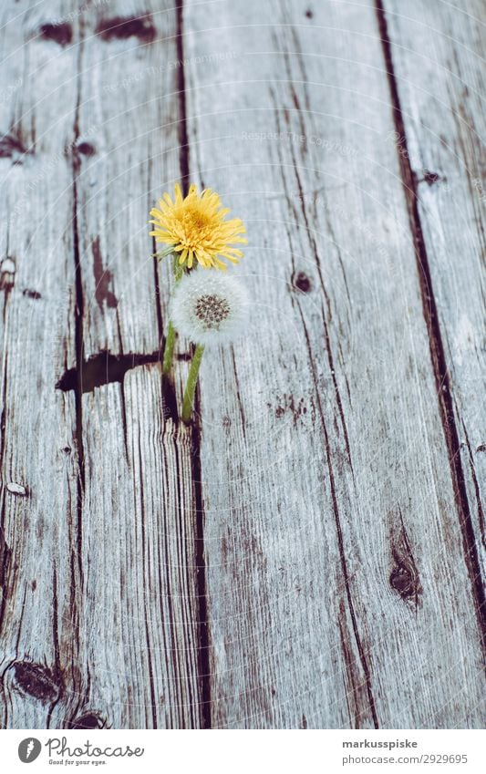 dandelions macro close up Elegant Life Summer Nature Plant Warmth Bouquet Jump Fragrance Spring fever Anticipation fragility alive beautiful beauty