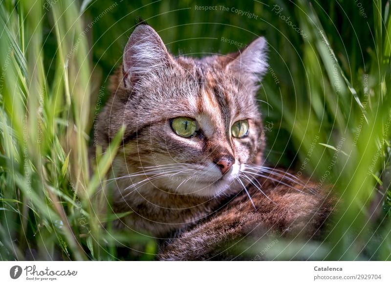 In the grass sits the cat Nature Plant Animal Spring Grass Leaf Foliage plant Garden Meadow Pet Farm animal Cat Tieger cat 1 Observe Lie pretty Small Brown