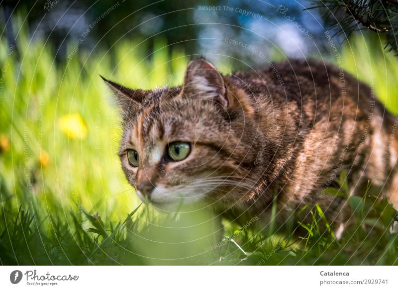 Ready to jump, cat portrait in high grass Nature Plant Animal Spring Beautiful weather Flower Grass Leaf Blossom Dandelion Garden Meadow Observe pretty