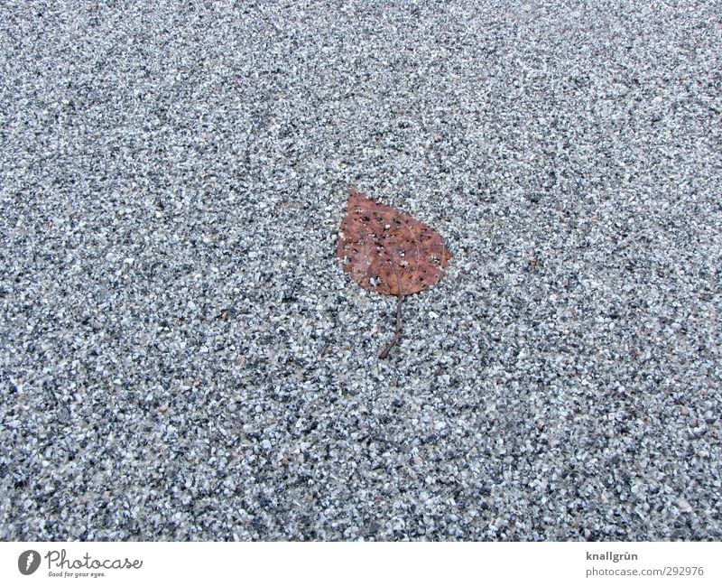 fossil Plant Winter Leaf Street Lie Old Cold Natural Town Brown Gray Emotions Loneliness Nature Transience Asphalt Level Colour photo Subdued colour