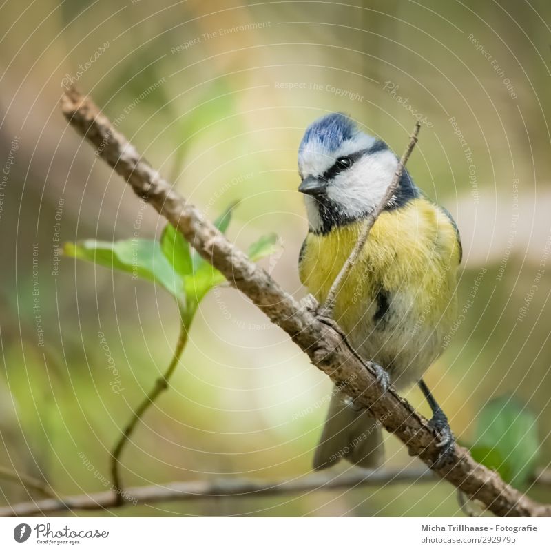 Curious Blue Tit Nature Animal Sunlight Beautiful weather Tree Leaf Wild animal Bird Animal face Wing Claw Tit mouse Beak Eyes Feather Plumed 1 Observe