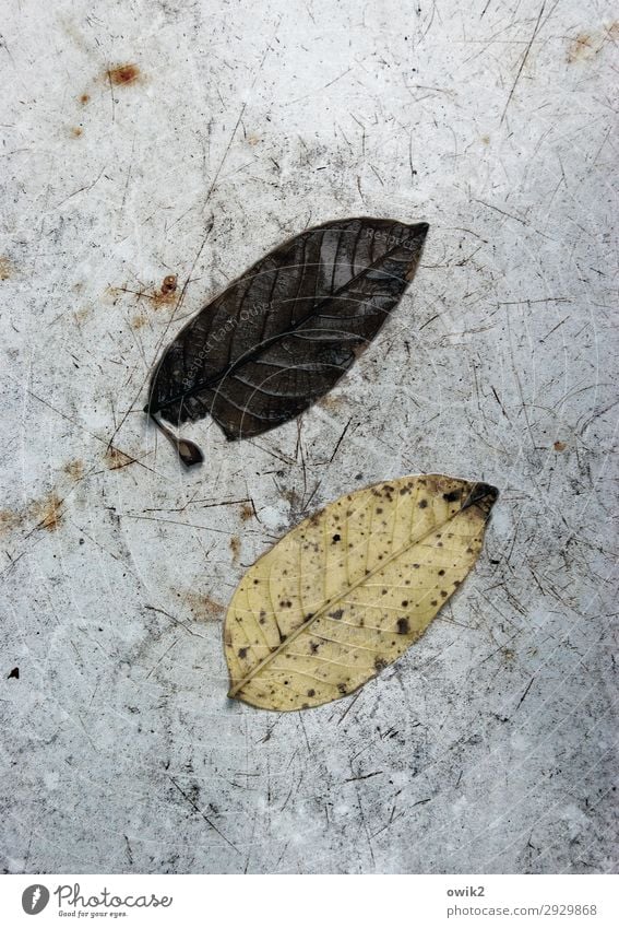 stalemate Environment Nature Autumn Leaf Old Lie To dry up Together Gloomy Dry Under Decline Transience 2 In pairs Opposite Parallel Colour photo Subdued colour