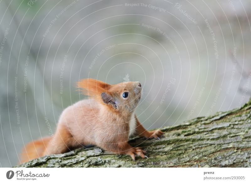 look up Environment Nature Animal Tree Brown Gray Green Squirrel Rodent Sit Tree trunk Colour photo Exterior shot Deserted Copy Space top Day