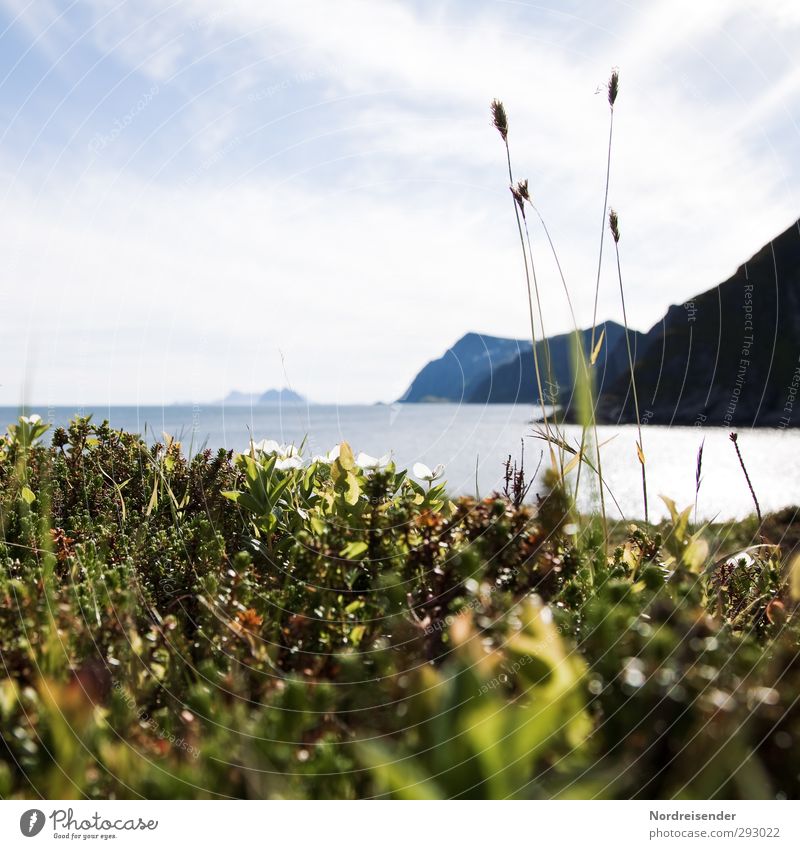 Summer in Lofoten.... Vacation & Travel Far-off places Freedom Summer vacation Ocean Island Nature Plant Elements Coast Bay Fjord Fragrance Relaxation Life Calm