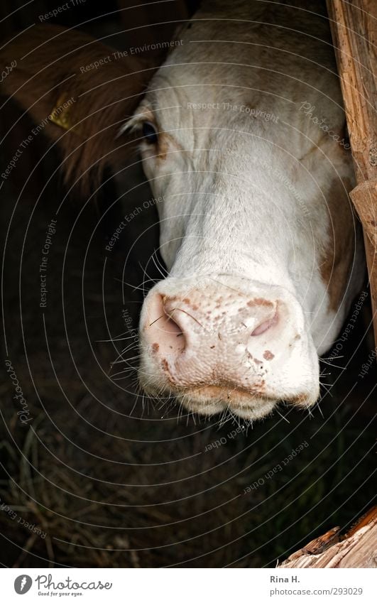 Get me out of here!! Agriculture Forestry Farm animal Cow Cattle 1 Animal Wait Sadness Loneliness Distress Desire hope Barn Snout Livestock breeding