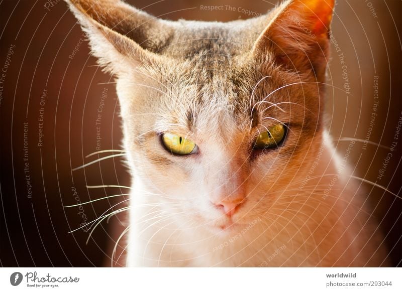 cat's eye Animal Pet Cat Animal face 1 Observe Esthetic Cuddly Gray White Love of animals Eyes Facial expression Looking Colour photo Exterior shot
