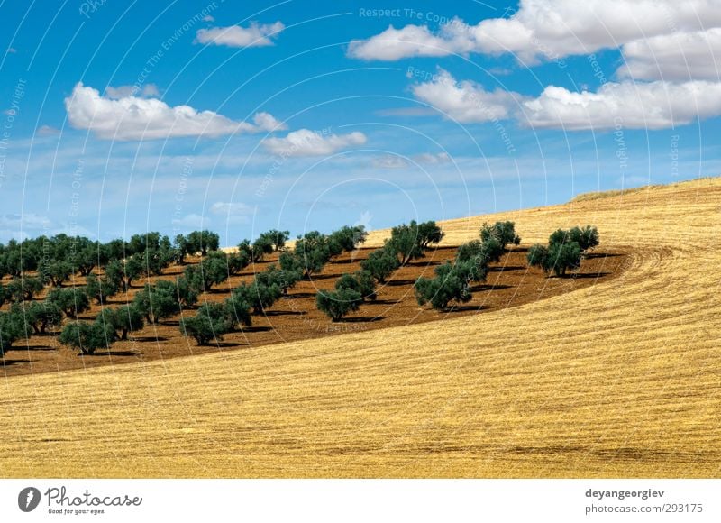 Olive trees in a row. Plantation and cloudy sky Vegetable Fruit Garden Culture Nature Landscape Earth Sky Tree Leaf Old Natural Brown Green olive Agriculture