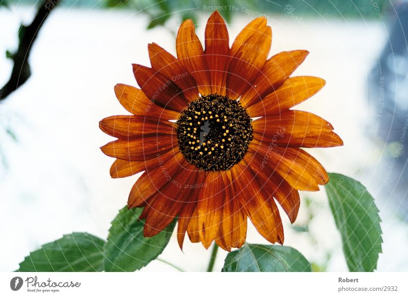 The red sunflower Sunflower Summer Red bloom Detail Lighting