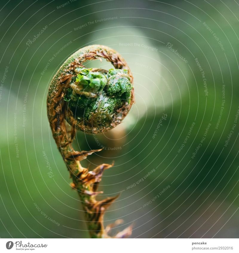 Say goodbye quietly 'servus Nature Plant Elements Spring Fern Forest Serene Calm Humble Spiral Blur Deploy Colour photo Exterior shot Light Silhouette