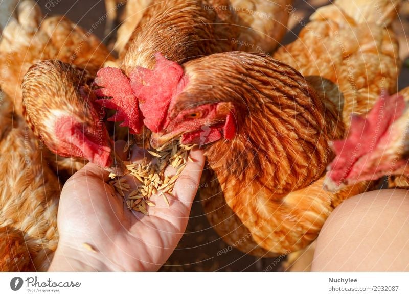 Close up chicken eating food from woman hand Eating Life Woman Adults Hand Nature Landscape Animal Bird Simple Natural Appetite Chicken Feed livestock Farm
