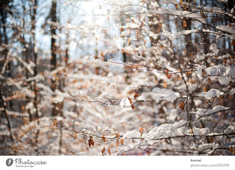 snow sunny day Environment Nature Landscape Plant Water Drops of water Sun Sunlight Winter Beautiful weather Ice Frost Snow Tree Bushes Leaf Twig Branch Forest