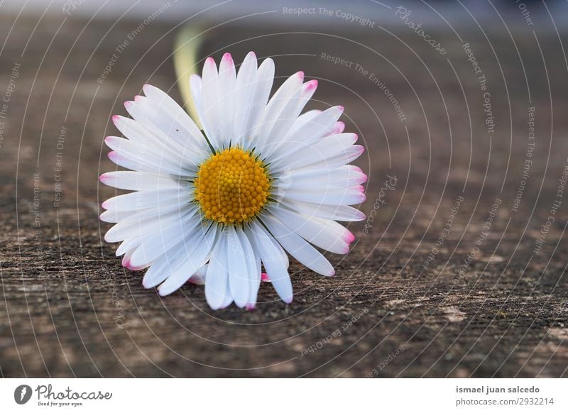 white daisy flower in the nature in summer Daisy Family Flower White Blossom leave Plant Garden Floral Nature Decoration Romance Beauty Photography Fragile