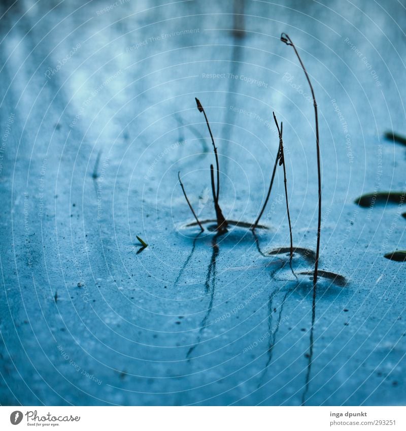 Blue window Environment Nature Landscape Elements Water Winter Ice Frost Plant Grass Blade of grass Stalk Pond Lake Cold Thaw Frozen Seasons Reflection