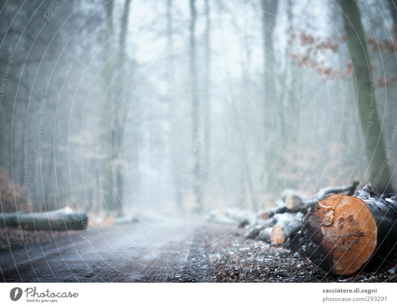 In the forest Nature Plant Autumn Winter Fog Flower Forest Threat Bright Cold Gloomy Gray Orange White Sadness Loneliness Bizarre End Apocalyptic sentiment
