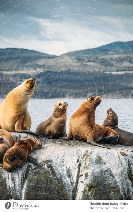 Sea lions Animal Blue Brown Gray Green White Argentina Exterior shot Marine mammal Baby animal Fin Superior alphatier Ocean Cold Wind Rough Hill Colour photo