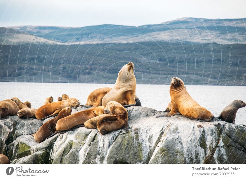 Sea lions Nature Blue Brown White Animal Family & Relations Rock Water Ocean Living thing Life Lie Sun Fin Snout Cute Colour photo Exterior shot Deserted