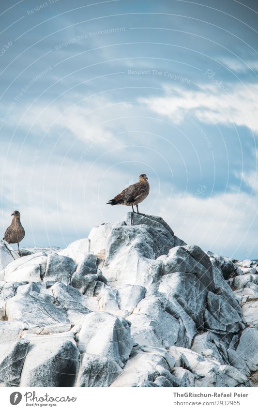 seagull Environment Nature Brown Gray Black Silver White Posture Bird Rock Flying ushuaia South America Rock formation Seagull Ocean Colour photo Exterior shot