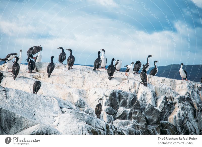 cormorant Environment Animal Group of animals Flock Blue White Bird Flying Swimming Rock Rough Cold Feather Sky Clouds tierra del fuego South America Argentina
