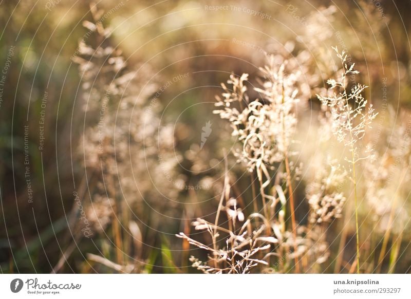 level-headed Nature Plant Summer Autumn Beautiful weather Grass Meadow Blossoming Illuminate Faded Natural Warmth Soft Idyll Calm Allergy Hay fever Colour photo
