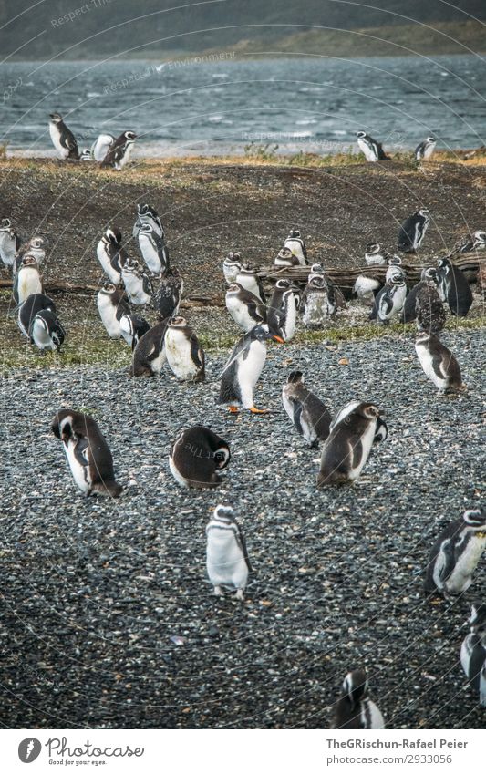 Penguins Animal Group of animals Black White Bird's colony Stone Rough Swimming Swagger Clumsy Waddle Water Ocean South America Argentina Colour photo